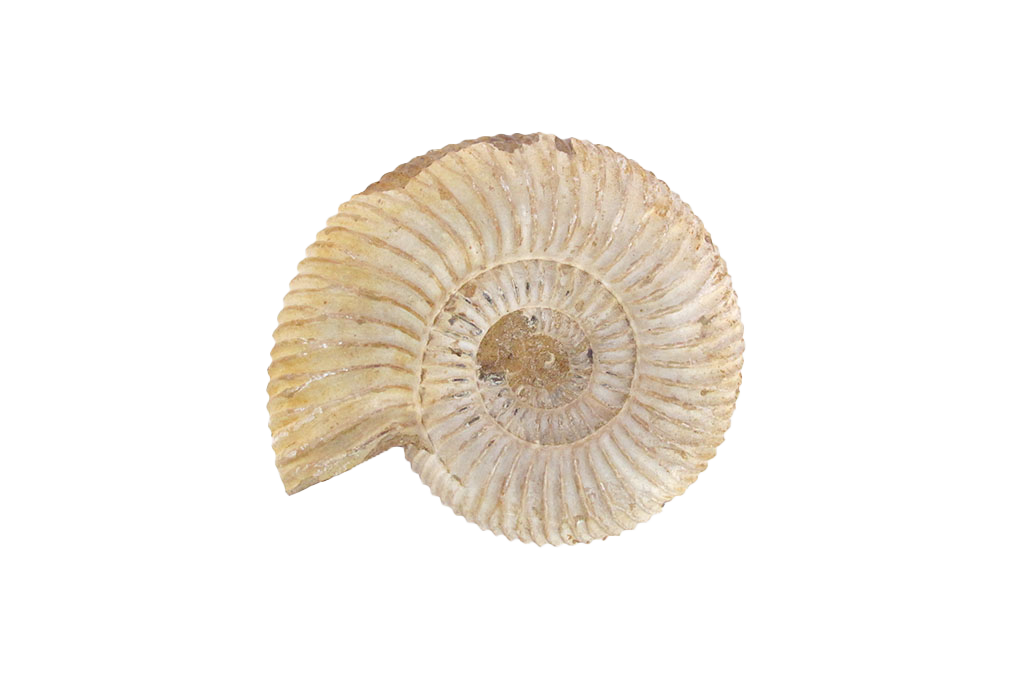 Natural Whole White Ammonite Fossils - 7-15 cm