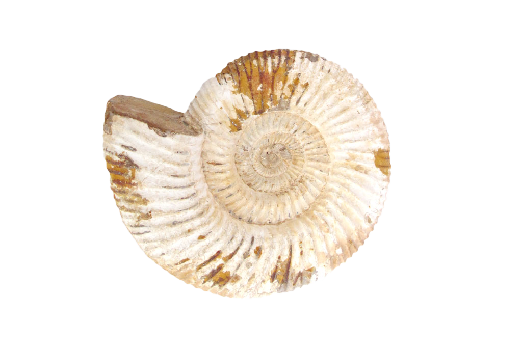 Natural Whole White Ammonite Fossils - 7-15 cm
